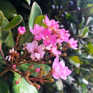 Meet your Posher, Regina